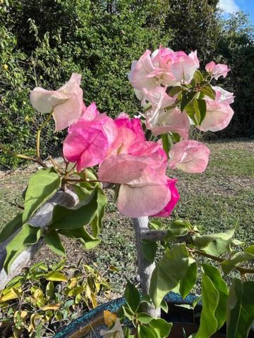 Ferienwohnung Jardin des Anges-Ch. Rose Le Moule Exterior foto